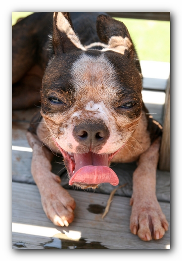 Miley the Boston Terrier Puppy