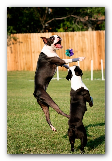 Miley the Boston Terrier Puppy