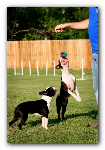 Miley the Boston Terrier Puppy