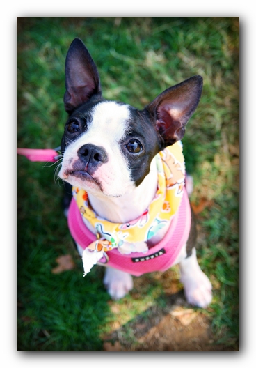 Miley the Boston Terrier Puppy
