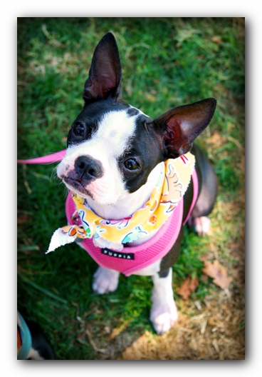 Miley the Boston Terrier Puppy