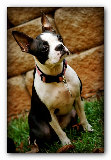 Miley the Boston Terrier Puppy