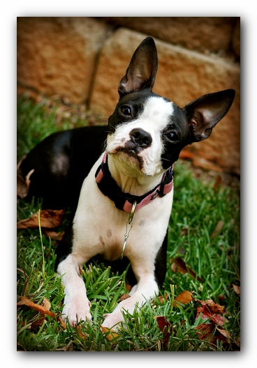 Miley the Boston Terrier Puppy