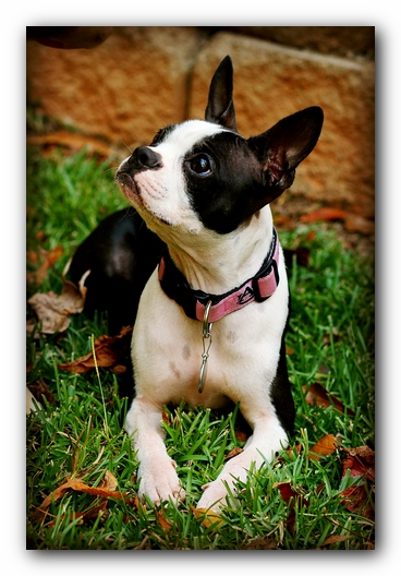 Miley the Boston Terrier Puppy