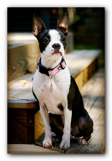 Miley the Boston Terrier Puppy