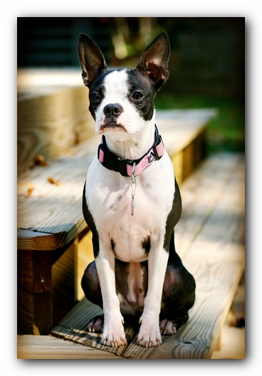 Miley the Boston Terrier Puppy