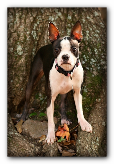 Miley the Boston Terrier Puppy