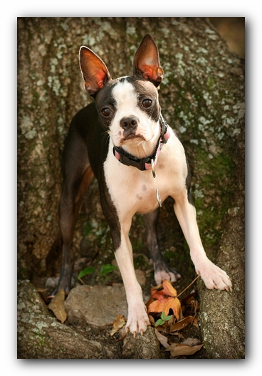 Miley the Boston Terrier Puppy