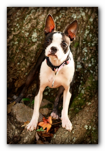 Miley the Boston Terrier Puppy