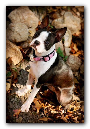 Miley the Boston Terrier Puppy