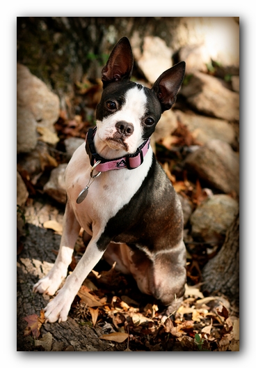 Miley the Boston Terrier Puppy