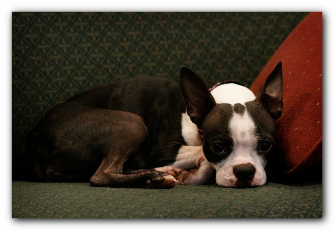 Miley the Boston Terrier Puppy
