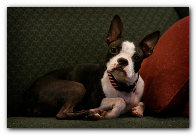 Miley the Boston Terrier Puppy