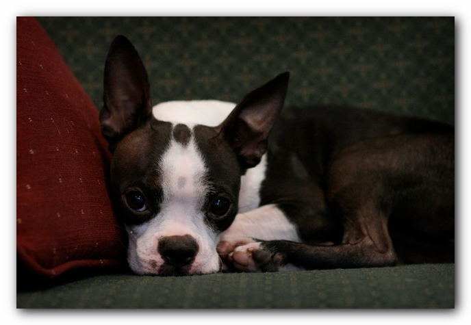 Miley the Boston Terrier Puppy