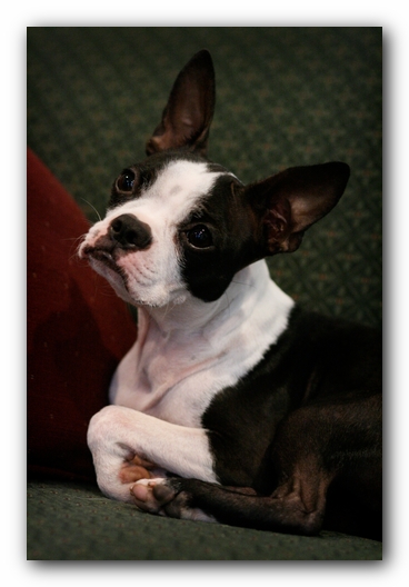 Miley the Boston Terrier Puppy