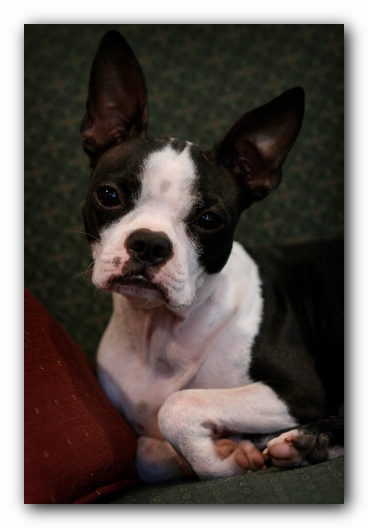 Miley the Boston Terrier Puppy
