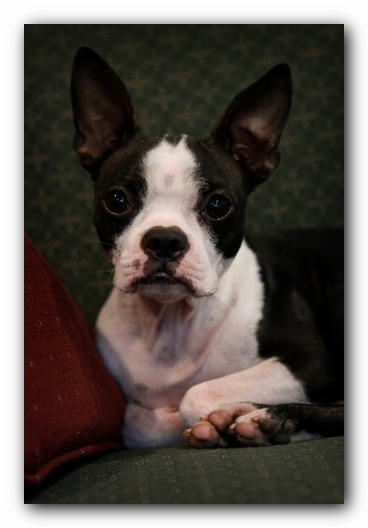 Miley the Boston Terrier Puppy