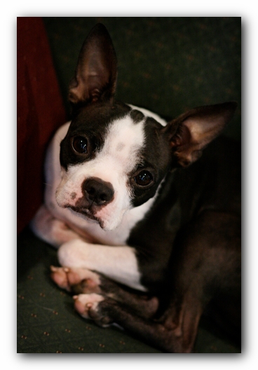 Miley the Boston Terrier Puppy
