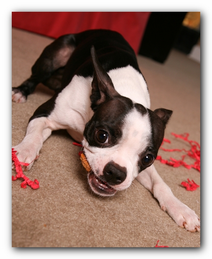 Miley the Boston Terrier Puppy