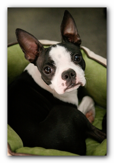 Miley the Boston Terrier Puppy