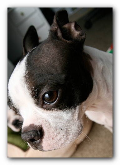 Miley the Boston Terrier Puppy