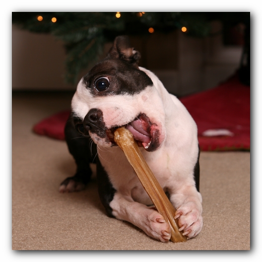 Miley the Boston Terrier Puppy