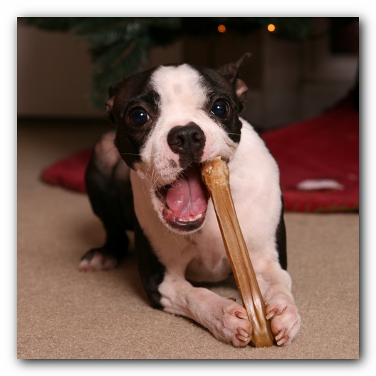 Miley the Boston Terrier Puppy