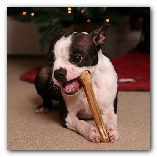 Miley the Boston Terrier Puppy