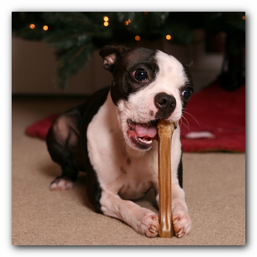 Miley the Boston Terrier Puppy