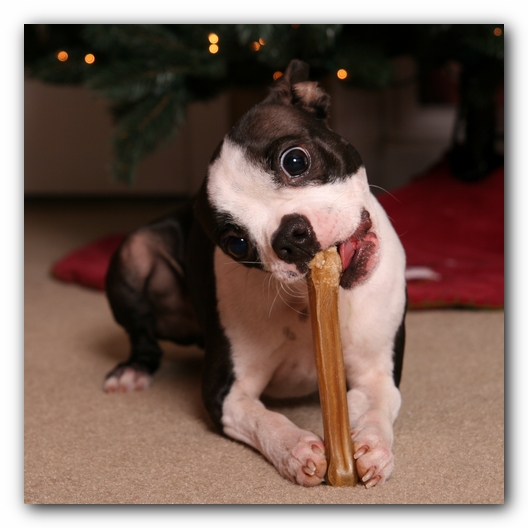 Miley the Boston Terrier Puppy