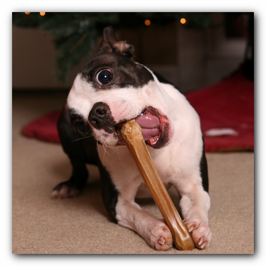Miley the Boston Terrier Puppy