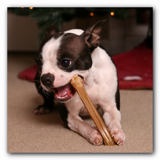 Miley the Boston Terrier Puppy