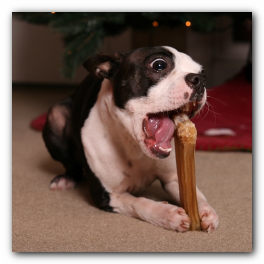 Miley the Boston Terrier Puppy