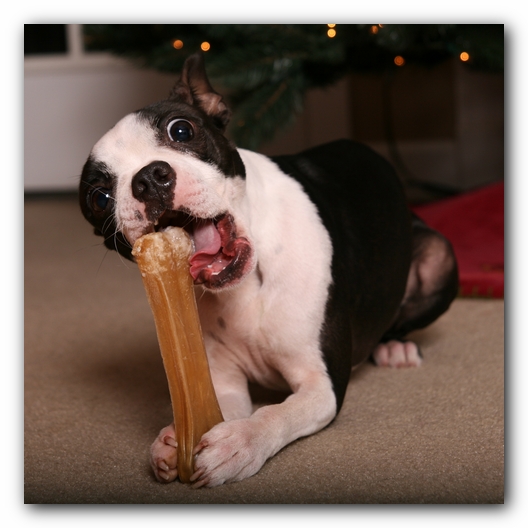 Miley the Boston Terrier Puppy