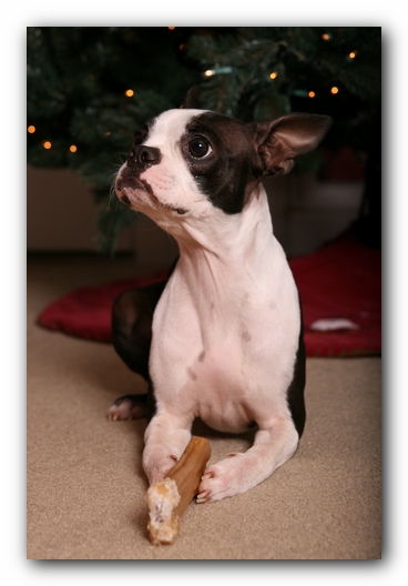 Miley the Boston Terrier Puppy