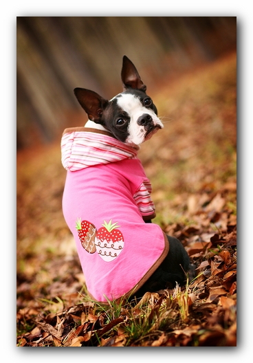 Miley the Boston Terrier Puppy