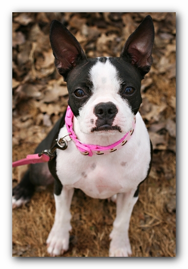 Miley the Boston Terrier Agility Puppy