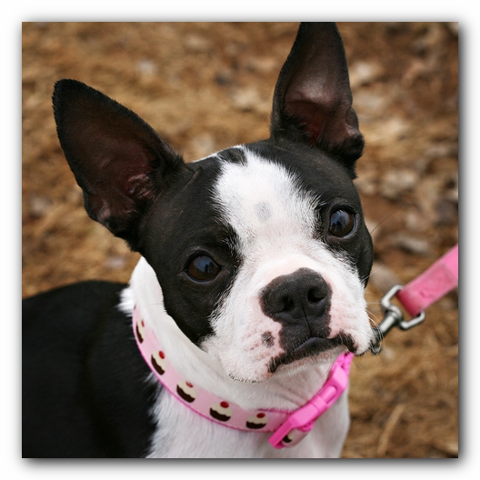Miley the Boston Terrier Agility Puppy