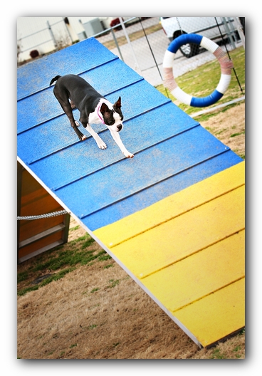 Miley the Boston Terrier Agility Puppy