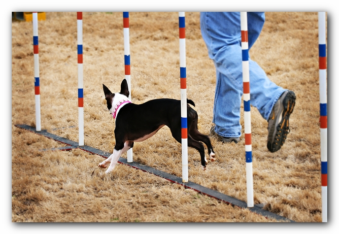 Miley the Boston Terrier Agility Puppy