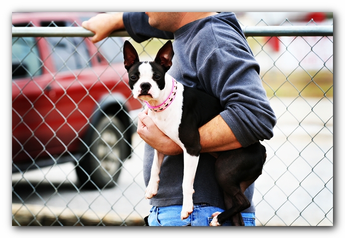 Miley the Boston Terrier Agility Puppy