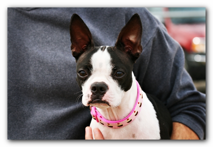 Miley the Boston Terrier Agility Puppy