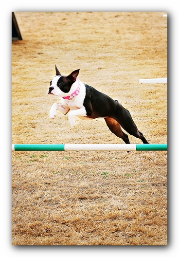 Miley the Boston Terrier Agility Puppy
