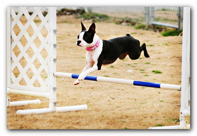 Miley the Boston Terrier Agility Puppy