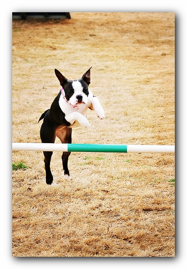 Miley the Boston Terrier Agility Puppy