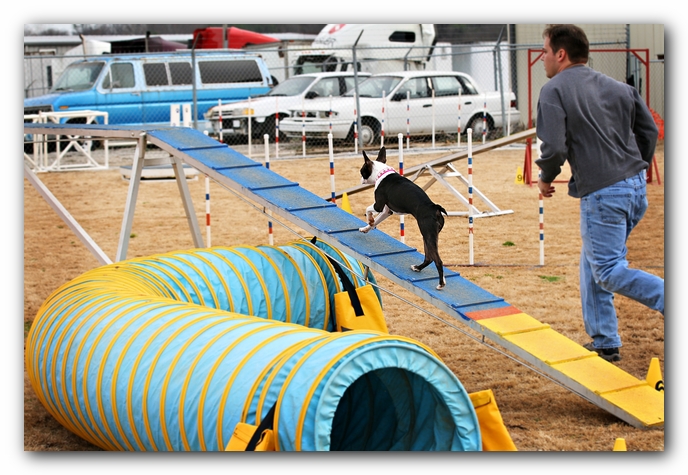 Miley the Boston Terrier Agility Puppy