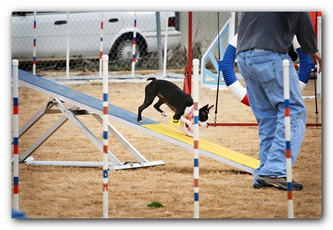 Miley the Boston Terrier Agility Puppy