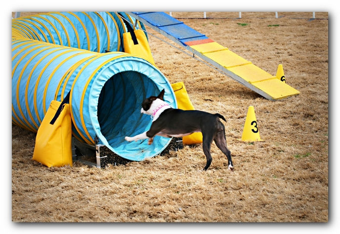 Miley the Boston Terrier Agility Puppy