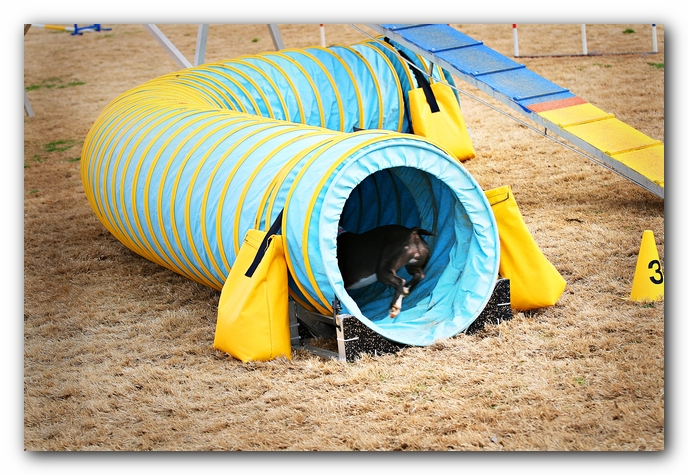 Miley the Boston Terrier Agility Puppy