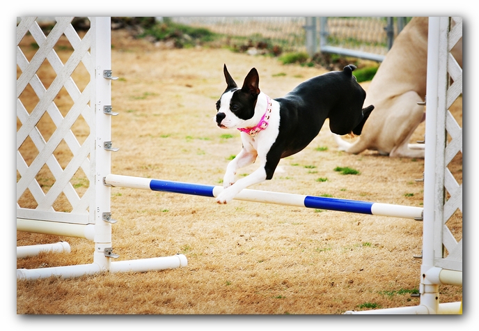Miley the Boston Terrier Agility Puppy